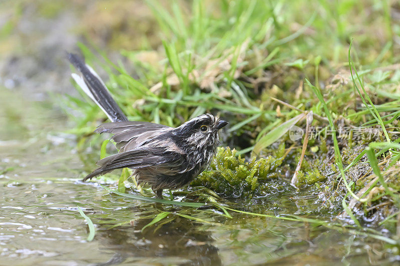 长尾山雀(Aegithalos caudatus)